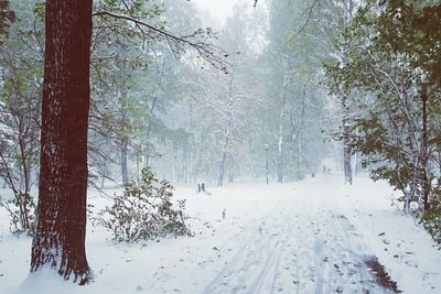 Snow covered trees in forest