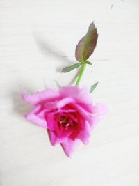 Close-up of pink flower