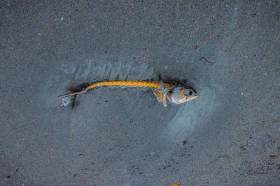 High angle view of lizard on the road