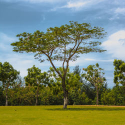 Trees on field against sky