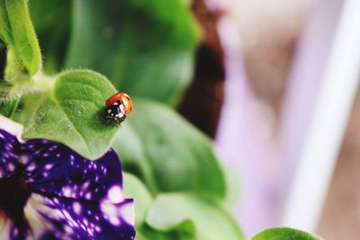 Close-up of insect on flower