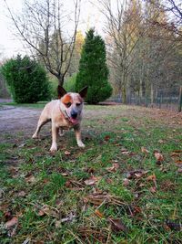 Portrait of dog on field