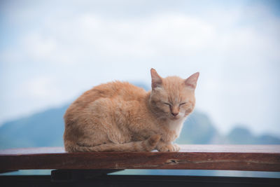 View of a cat resting on the background
