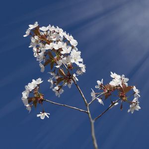 Low angle view of cherry blossoms against blue sky