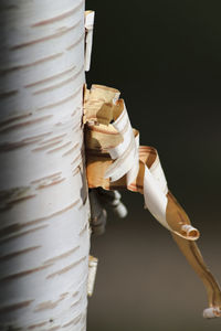 Close-up of shavings on tree trunk