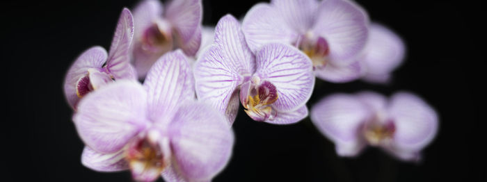 Close-up of purple flowers blooming outdoors