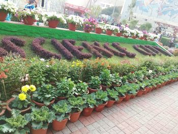 Scenic view of flowering plants by footpath