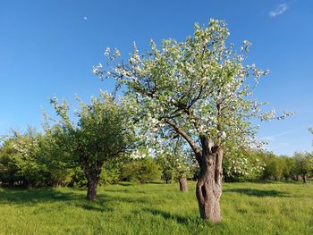 Tree on field against sky