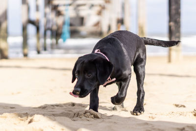 Close-up of dog