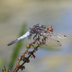 Close-up of dragonfly on flower