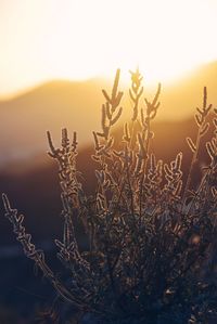 Scenic view of landscape at sunset