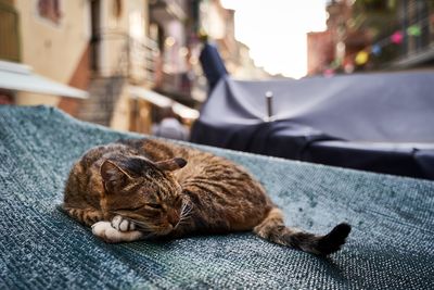 Cat sleeping in car