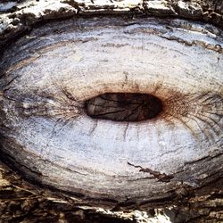 Close-up of tree trunk