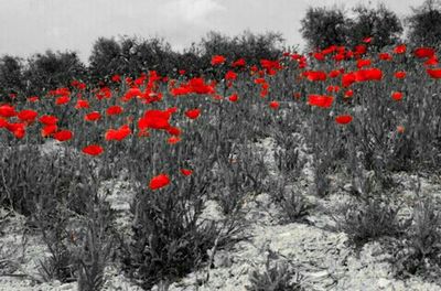 Red poppies blooming in field