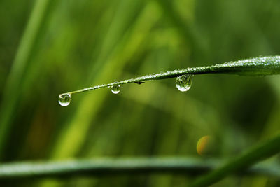 Close-up of water drops on plant