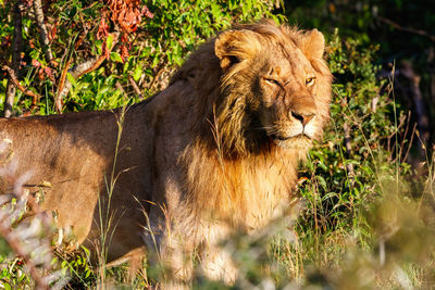 Portrait of a male lion in the bush