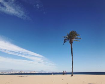 Palm trees on beach against blue sky