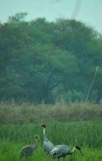 View of birds on field