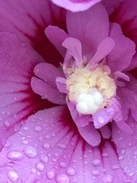 Close-up of pink flower blooming outdoors