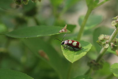 Close-up of lady bug on leaf