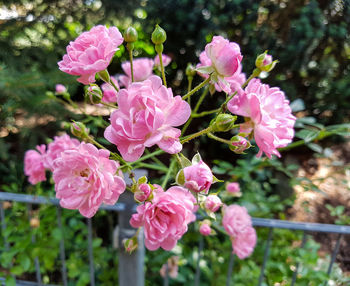 Close-up of pink flowers blooming outdoors