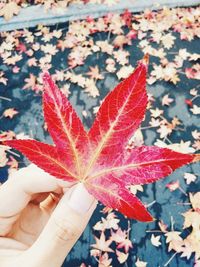 High angle view of maple leaf during autumn