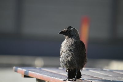 Close-up of black bird perching on bench during sunny day