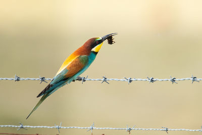 Close-up of bird perching on fence