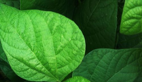 Full frame shot of green leaves