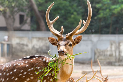 Deer eating plant against trees