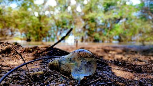 Close-up of rusty metal against trees