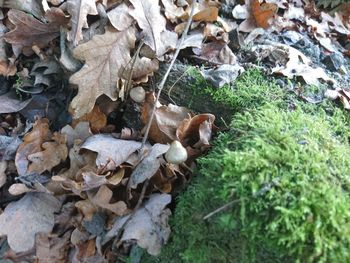 High angle view of lizard on leaves during autumn