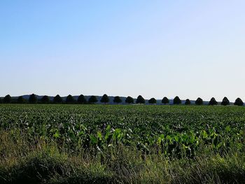 Scenic view of agricultural field against clear sky