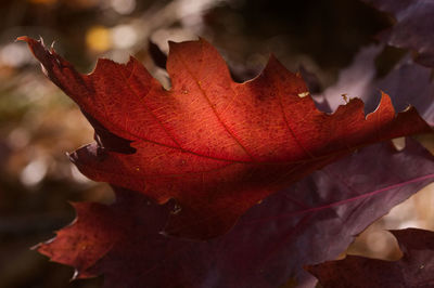 Close-up of dried autumn leaves