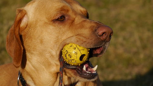 Close-up of dog carrying ball in mouth