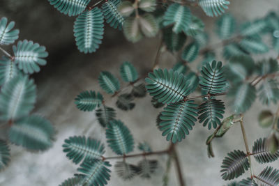 Close-up of pine tree