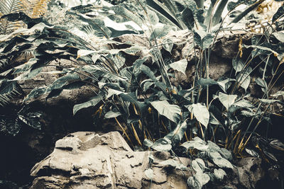 Full frame shot of rocks on field