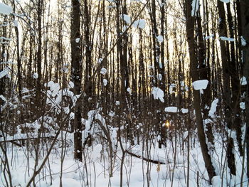 Trees during winter