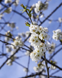 Low angle view of cherry blossom tree