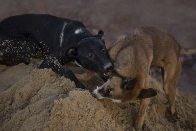 Two dogs on a land