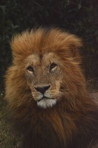 Close-up portrait of a cat