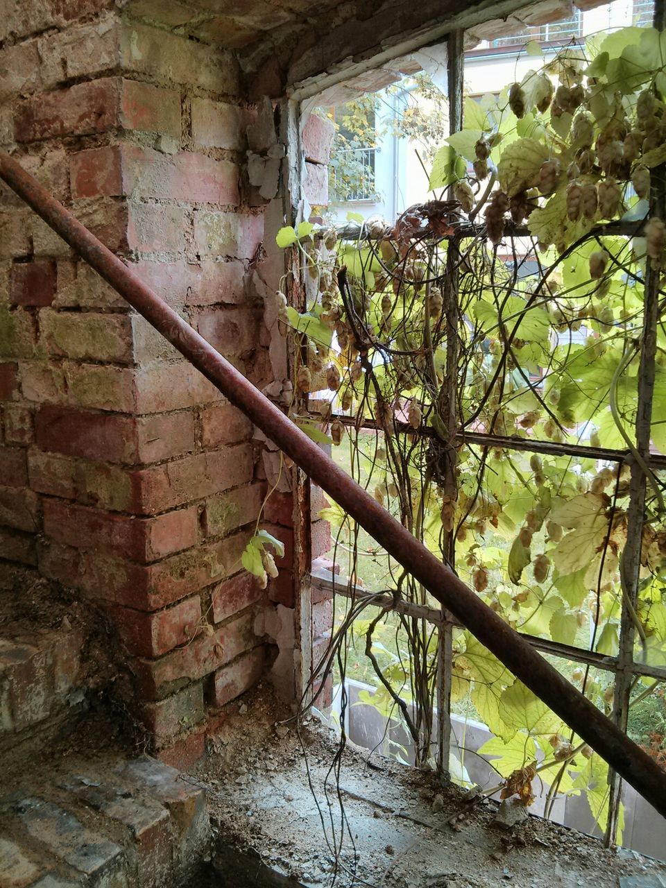 PLANTS AGAINST WALL