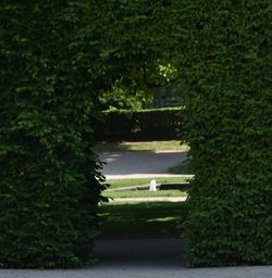 View of garden in park