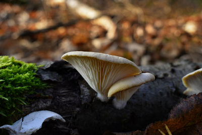 Close-up of mushroom growing on field