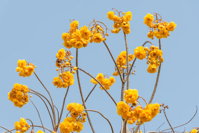 Low angle view of yellow flowering plants against sky