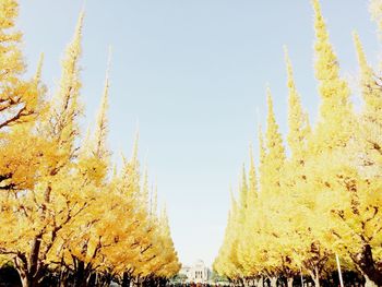 Low angle view of trees against clear sky