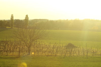 Scenic view of field against sky during sunset