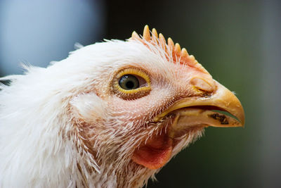 Close-up of bird chicken 