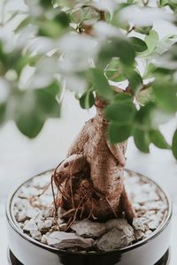 Close-up of potted plant