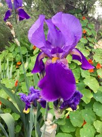 Close-up of purple flowers blooming outdoors